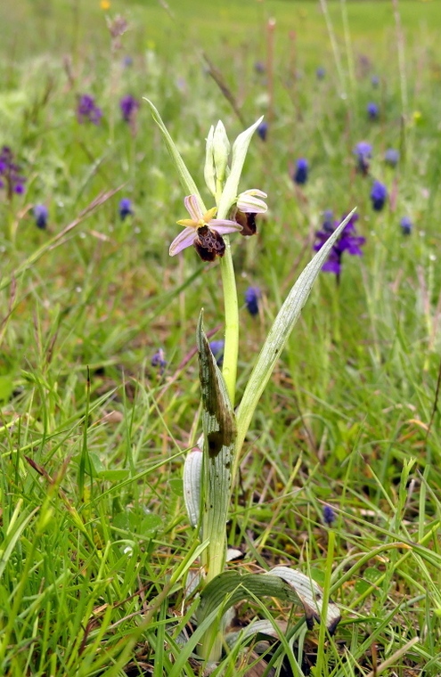 Il lago di Campotosto, orchidee, maltempo eschiarite! maggio/giugno 2023.